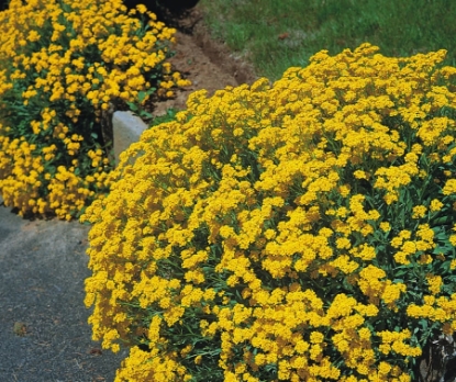 Picture of Alyssum - Saxatile Compactum Gold Dust